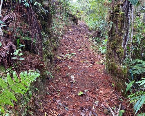 Bird Watching Tours in Costa Rica