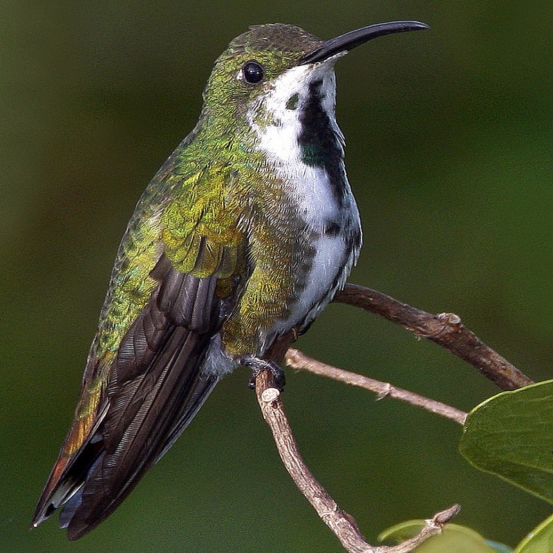 10 Green-breasted Mango-female date and place uncertain R_800x800-min