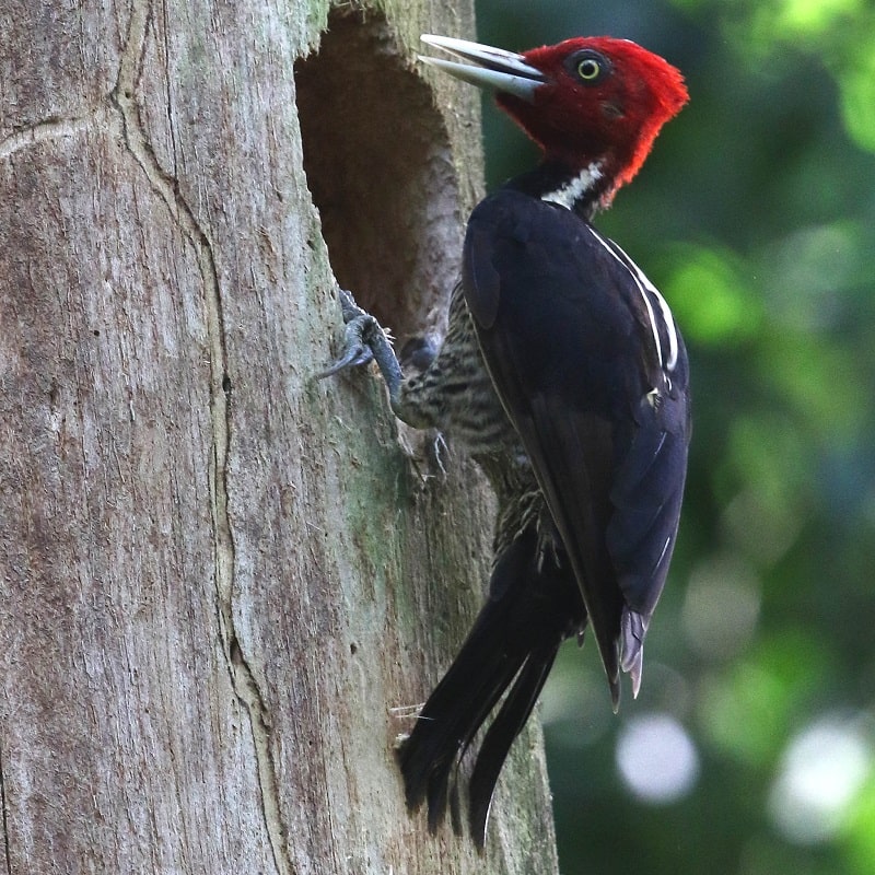 10 woodpecker, pale-billed, cahuita, cr., aug. 3-17, R_800x800-min