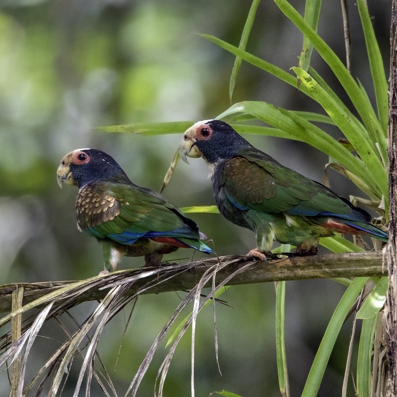 2 White-crowned Parrot 2_800x800-min