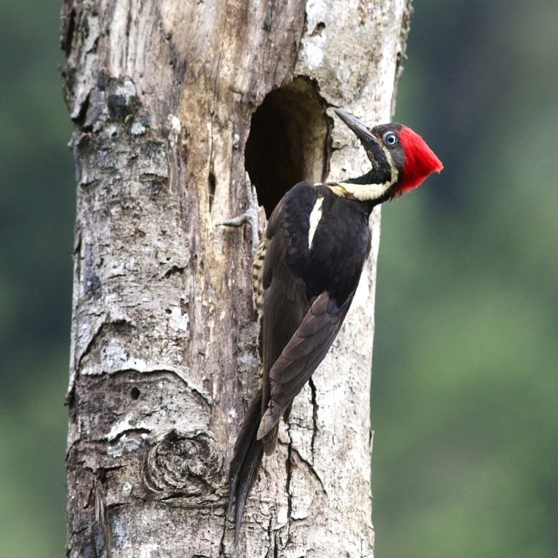 5 woodpecker, lineated female at nest site, san antonio rd., cr., may 10-18 R_800x800_v2-min