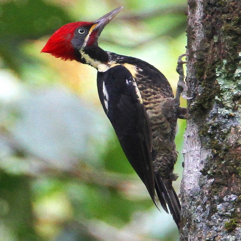 6 woodpecker, lineated, costa rica nov. 2011, R_800x800-min