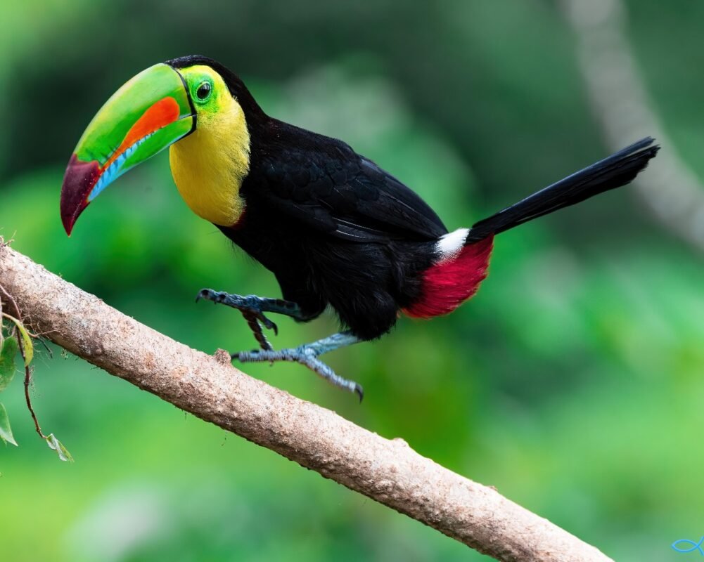 Bird Watching Tours in Costa Rica