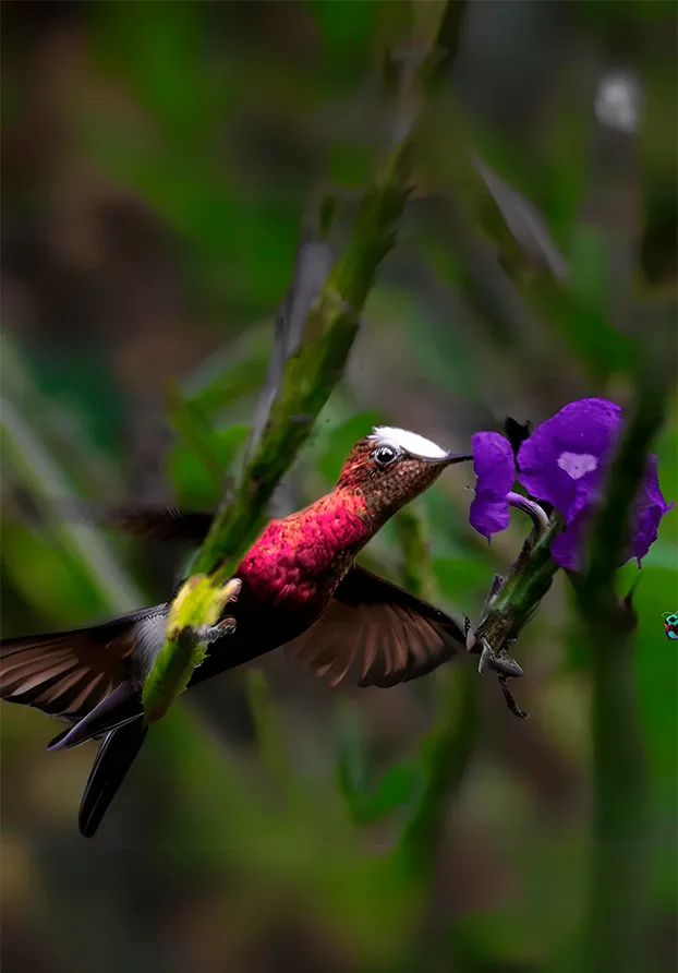 Costa Rica Birds