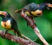 Bird Watching Trips To Costa Rica