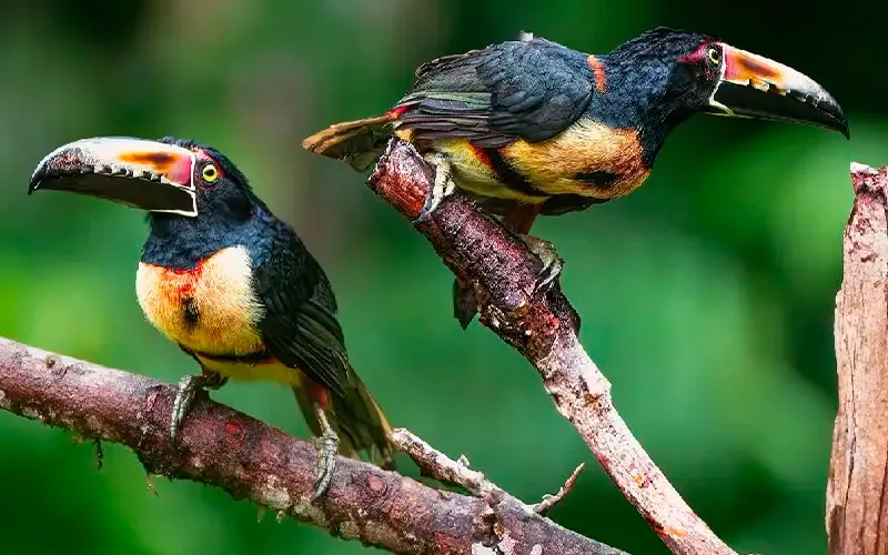 Bird Watching Trips To Costa Rica