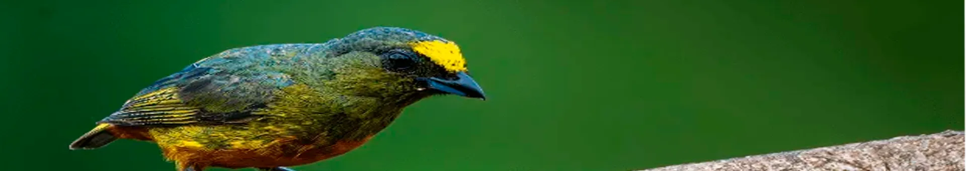 bird watching Costa Rica
