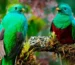 Bird Watching Tours In Costa Rica