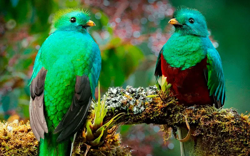 Bird Watching Tours In Costa Rica