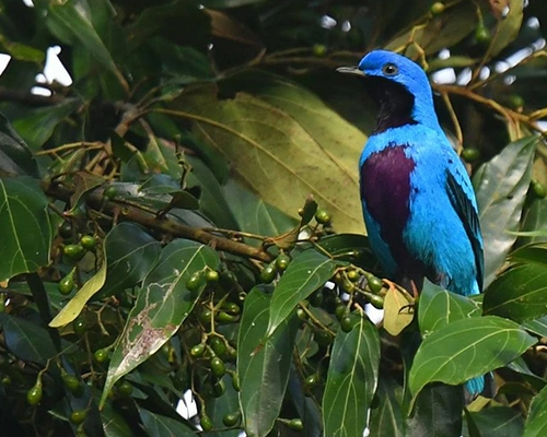 Northward Migration of Birds in Costa Rica