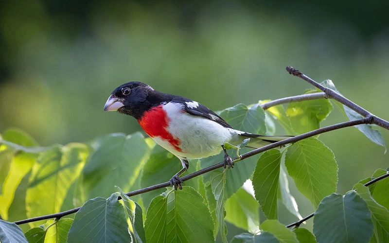 Northward Migration of Birds in Costa Rica