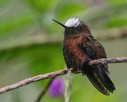 Northward Migration of Birds in Costa Rica