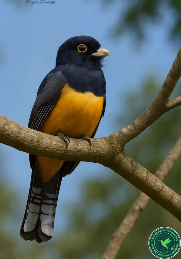 Costa Rica Birds