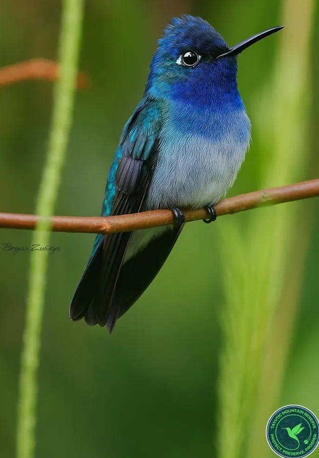 Costa Rica Birds