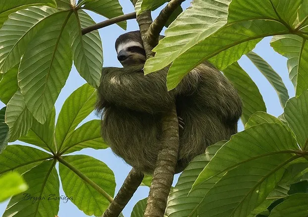 Costa Rica Birds