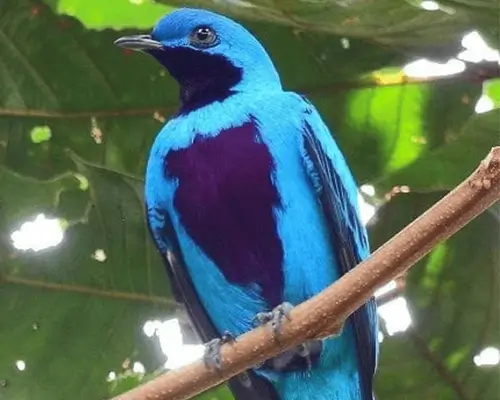 lovely cotinga