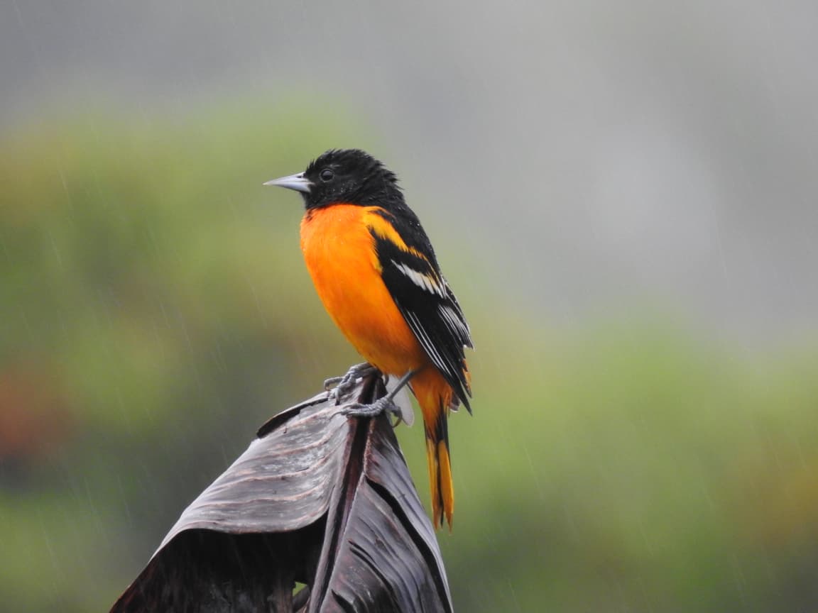 WhatsApp Image 2026-04-08 at 12.26.05 PM (1)